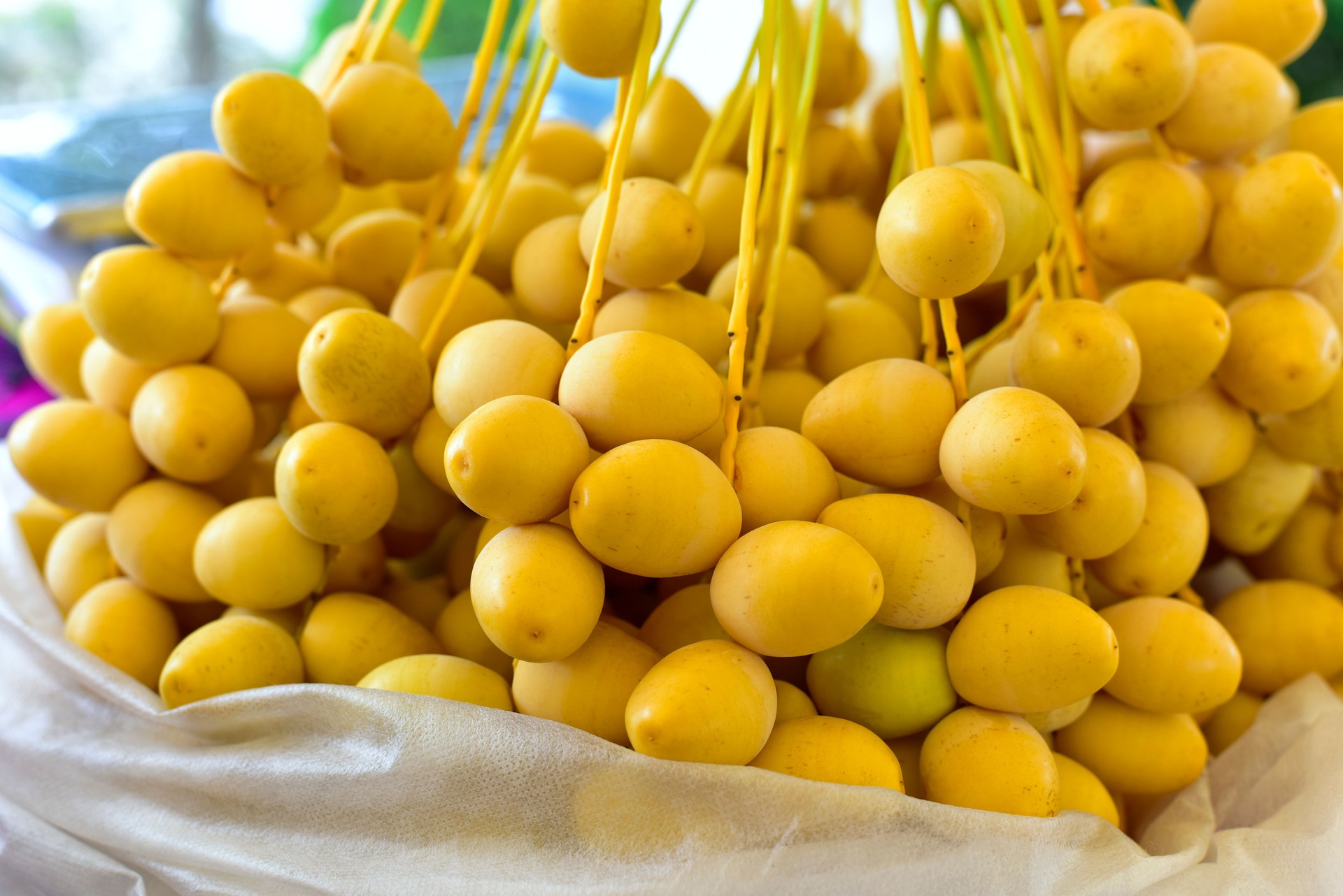 Fresh Yellow Date Palm ready for market.